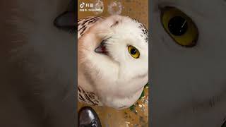 This Bird Is A Perfect