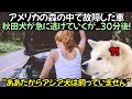 アメリカの森の中で故障した車, 秋田犬が急に逃げていくが..30分後！
