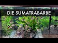 Die Sumatrabarbe | Puntigrus cf. tetrazona