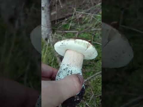 Mushroom Hunting #shorts - Boletus edulis | Cep | King bolete | #mushroom #forest #foraging #fungi