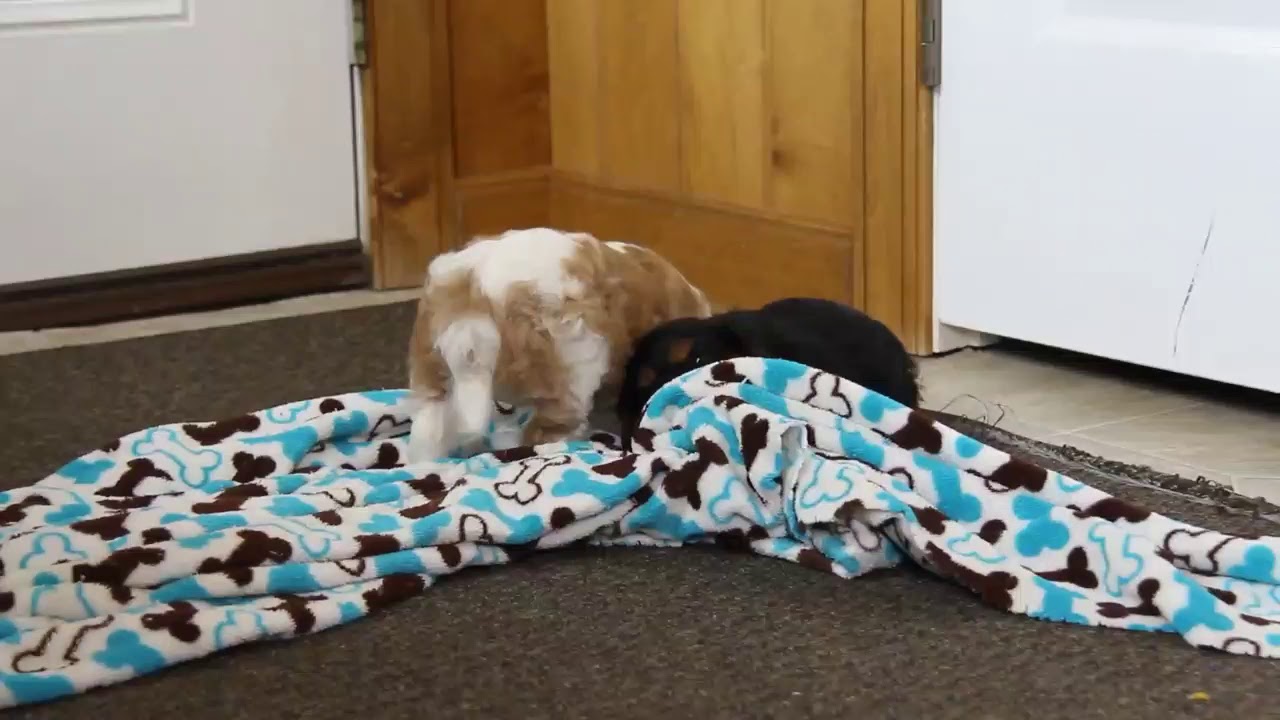 Cavalier Puppies For Sale - YouTube