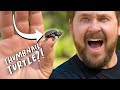 World&#39;s Smallest Turtle!