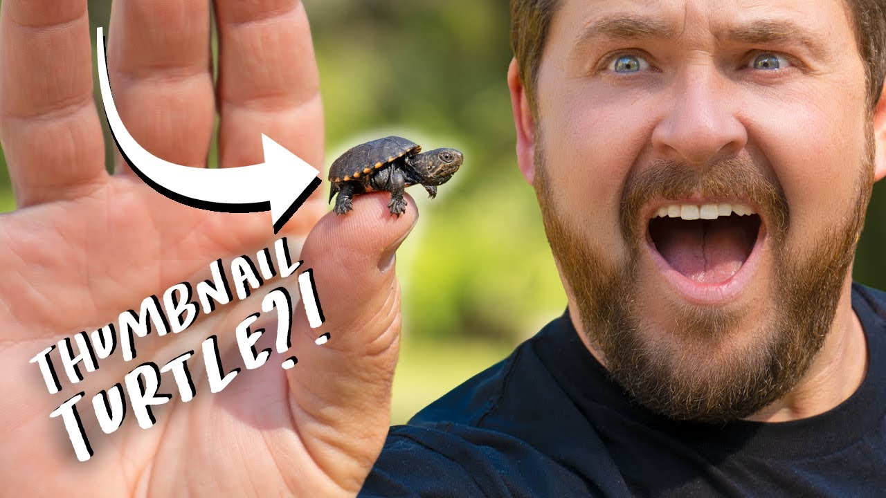 World's Smallest Turtle! 