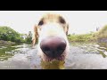 Travel Highlights 2017 (My 50th Video)