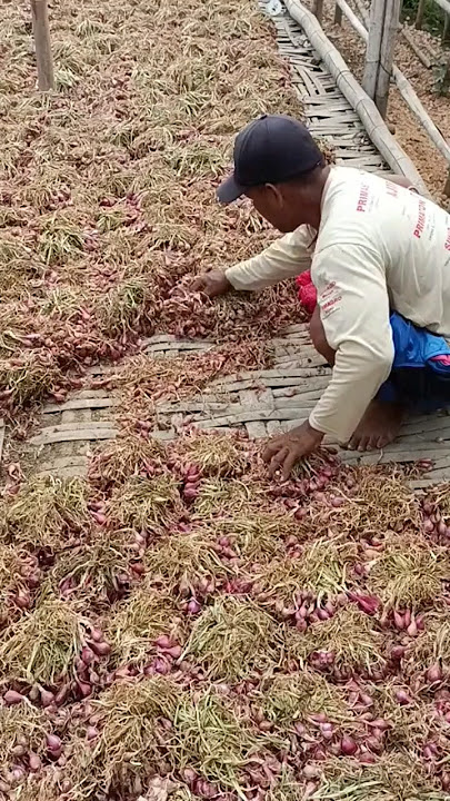 How to dry shallots after harvest