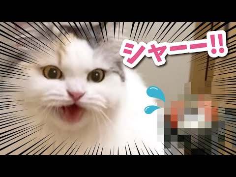 初めて飛んでるアイツを見つけて凶暴化する猫【おしゃべりする猫】