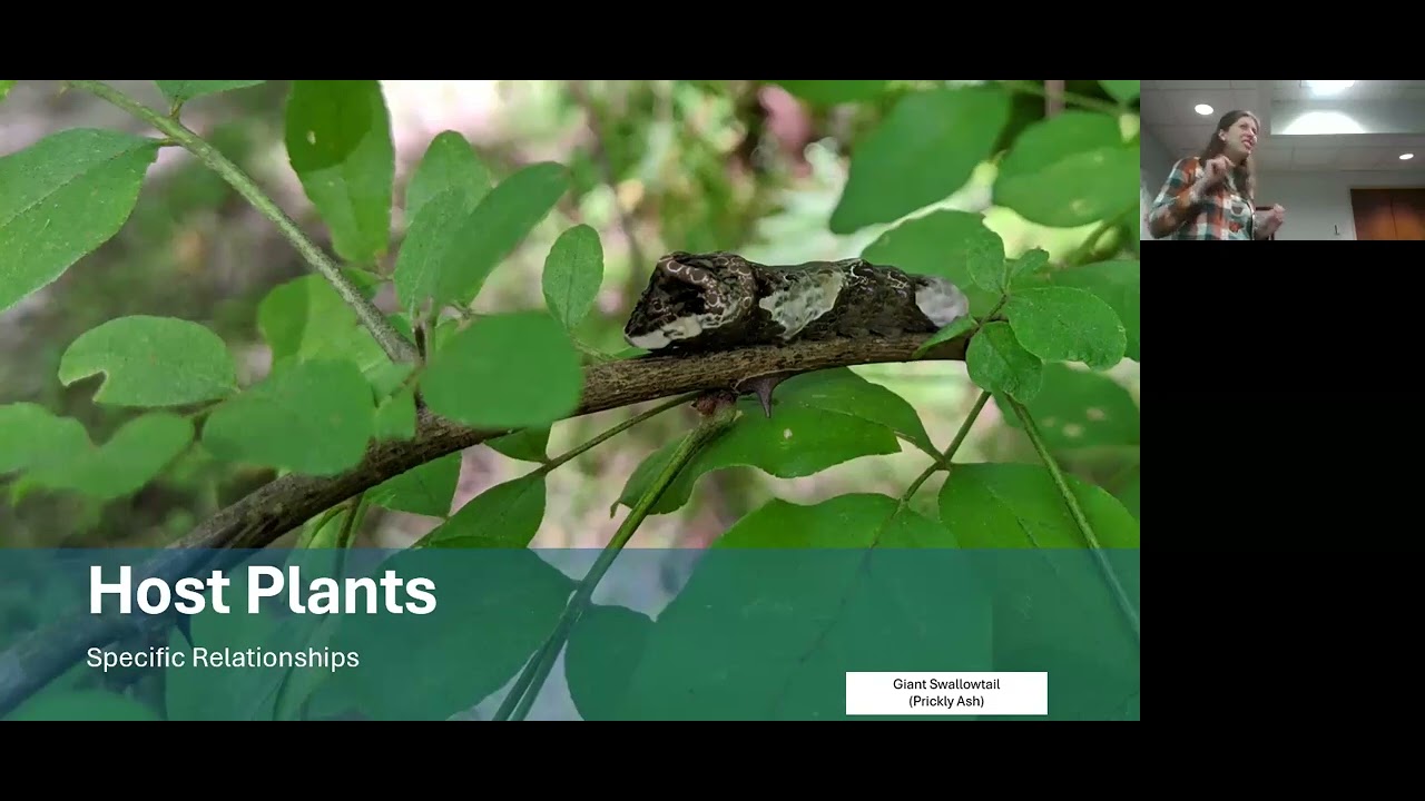 Building Habitat with Host Plant Species with Danielle Bell