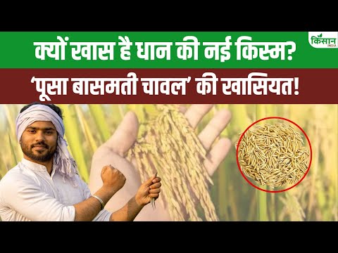 PUSA RICE DST 1 से कम पानी और लागत में धान की खेती संभव,जानें इसकी खासियत और फायदे। ICAR