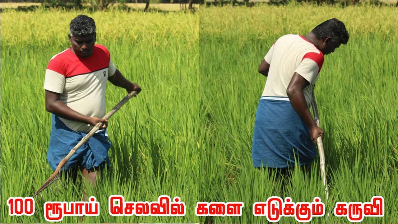எளிய களை எடுக்கும் கருவி | Simple technical weeder at a cost of 100 rupees | paddy weeder machine