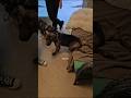 Pugsley video