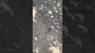 Crescent shaped shadows created by Texas solar eclipse  2024