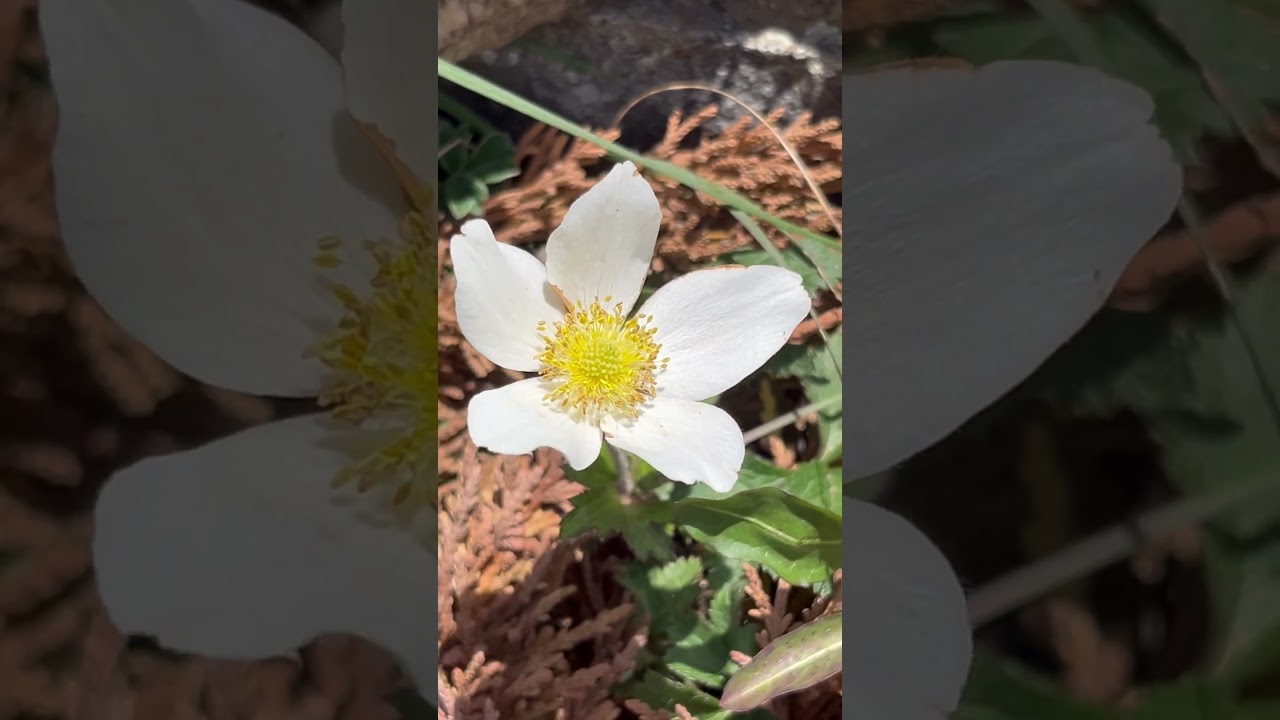 Himalayan wild Flower