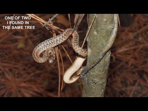 Video: I serpenti storeria sono velenosi?