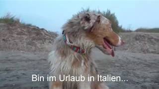 Junger Australian Shepherd flippt aus vor Freude am Meer - Miley dreht durch am Strand :) by Miley Der Shepherd 1,009 views 4 years ago 3 minutes, 21 seconds