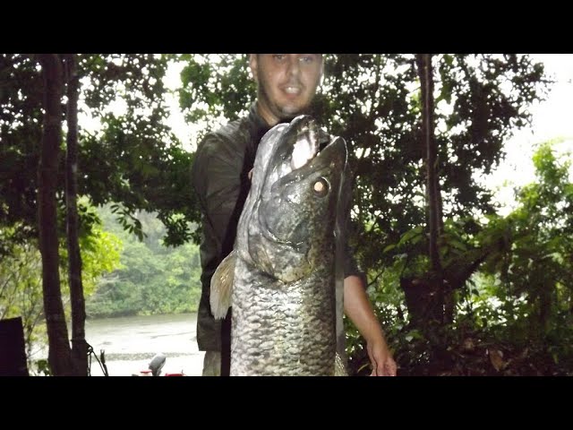 Peche Aux Leurres En Amazonie Fishing Giant Amazonian Wolffish Youtube