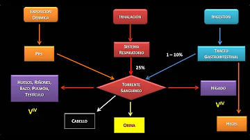 ¿Cómo consumir vanadio?