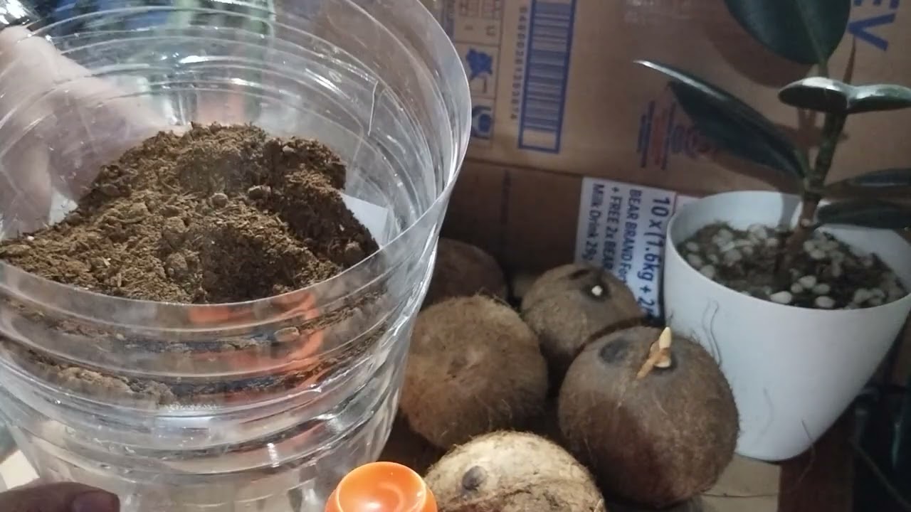 How to grow rare Lucky charm 1 eye 1 mouth coconut tree without its husk