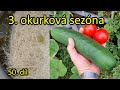 50. třetí okurková sezóna v domácí hydroponii