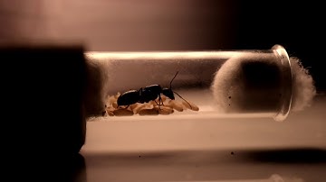 how to feed an ant queen in a test tube