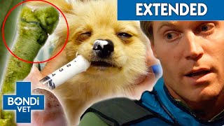 Can It Poop It Out? Little Dog Ate 1 Meter Bikini String  | Bondi Vet Clips | Bondi Vet