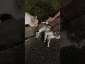 Pupp Love #shorts #pets #love #usa #trending #viral #youtubeshorts #viralvideo #dog #doglife #short