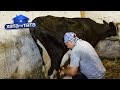Папа окультуривает корову и доит ее под пение музыкального ансамбля – Хата на тата 2021 | сезон 10