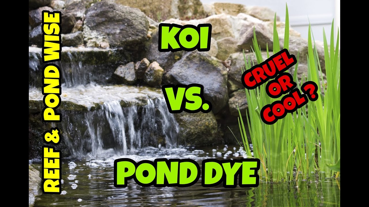POND DYE BLUE. HOW TO DOSE POND DYE - YouTube
