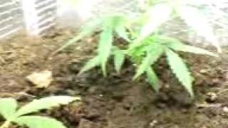 my new growroom 8 (plz comment)