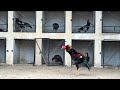 Rare aseel chicken farm tour  yellow tiger  red hen  basheer purbana purr breed