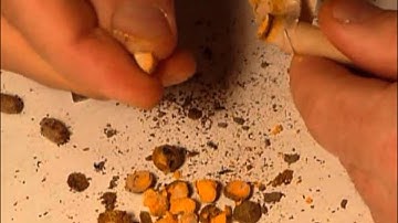 Opening a Mason Bee straw with mono by Crown Bees