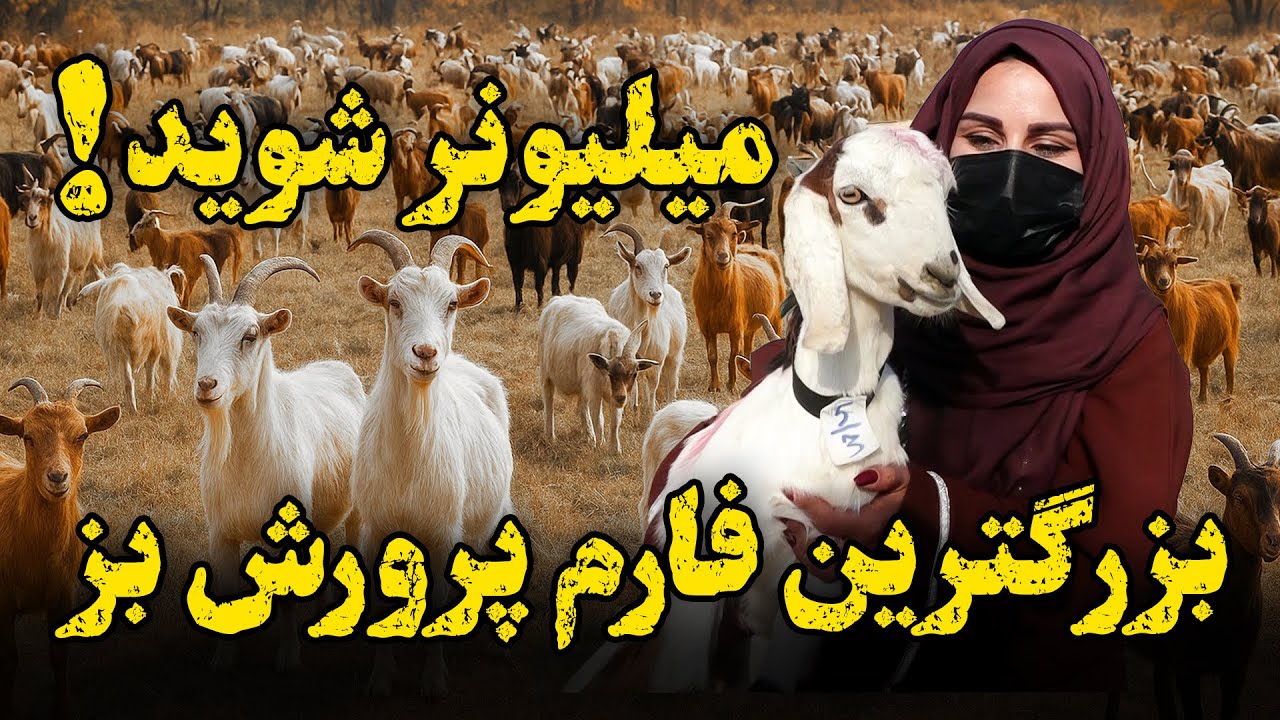 بزرگترین فارم پرورش بز در گزارش فرشته عظیمی