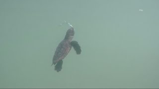 Ponte Vedra Sea Turtle Patrol finds 2 new nests during Sunday morning survey