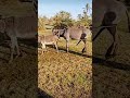 Donkey Donkey Shorts Viralvideo Shortsfeed Trending Donkey Donkey Shorts Viralvideo Shortsfeed Trending