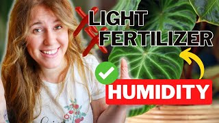 Humidity for Houseplants Explained With Science. Why Grow Lights Will Never Give You Rapid Growth.