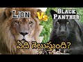 Lion Vs Black Panther (Jaguar)|| who will win in a fight?  || The Telugu Explorer