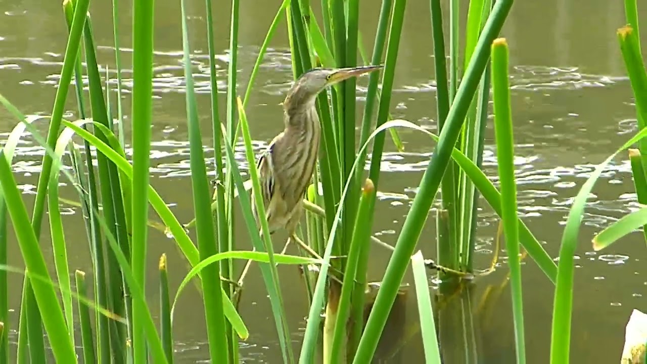 Yellow Bittern P1230279