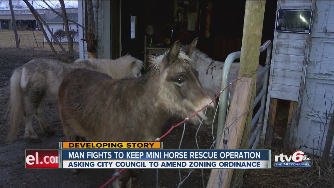 Man fights to keep mini horse rescue operation