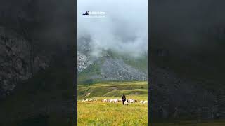 Herd returning back to Chainpur from Raidhungi, Bajhang!