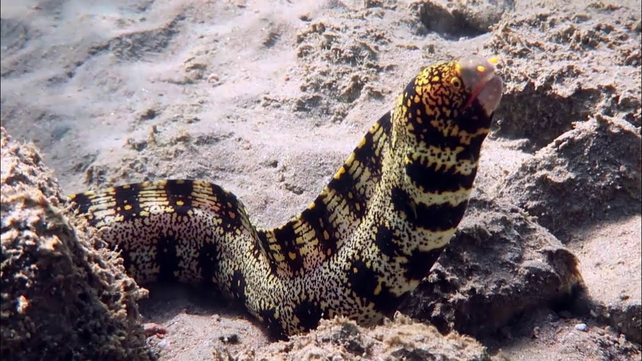 Снорклинг в Дахабе. Красное море. Египет. От трех бассейнов до Happy Life Village Dahab.июль 2023 г.