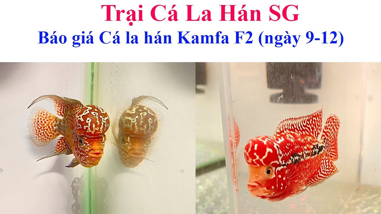 Báo giá cá la hán Kamfa F2 (ngày 9-12) - Trại Cá La Hán SG