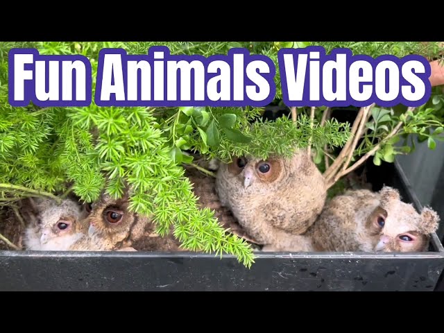 Fun Animals Videos 有趣动物视频 class=