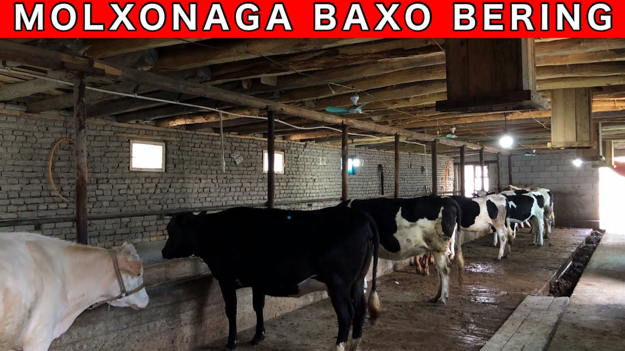 Молхона куриш проекты