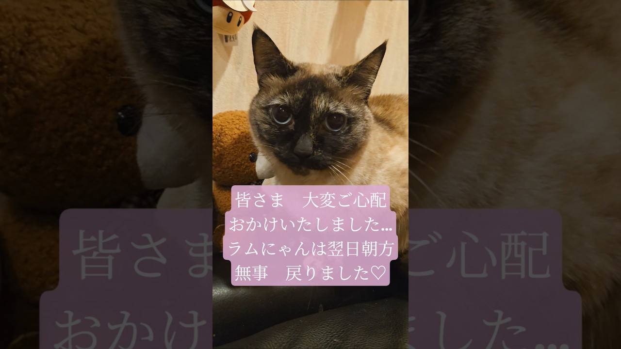 One day and one hour since Ram-chan went missing