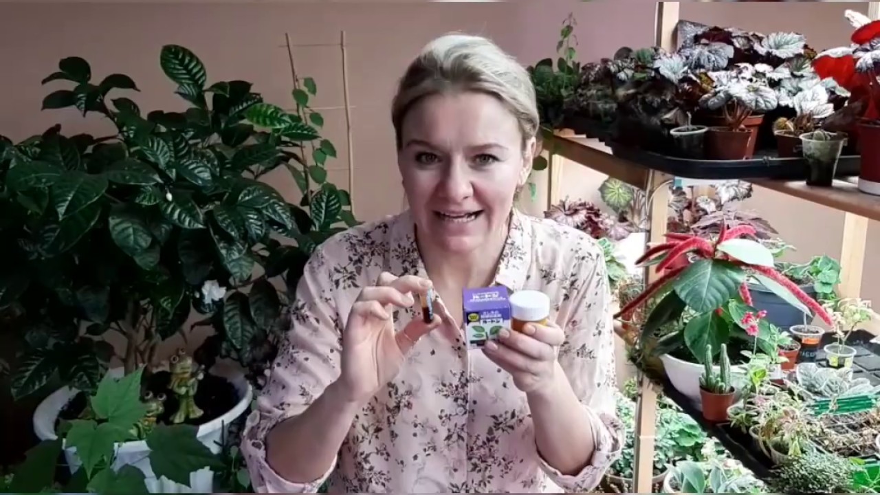 СРАВНЕНИЕ УКОРЕНИТЕЛЕЙ ЛУТОН, КЛОНЕКС, РАДИГРИН  НАГЛЯДНО