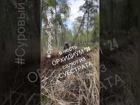 Салют хороший! Только бы выбраться 🤣 Исполняет #Суровый_Ботаник #Стелс_Гепард