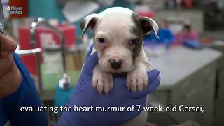 Center for Shelter Medicine: A Day in the Life Profile