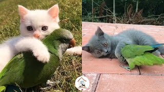 😺🐦😍 EPS6 Awww, So Sweet Kittens Playing With Birds Cutest Kitty Cats Video Compilation 2022 by CuteAnimalShare 6,739 views 2 years ago 15 minutes