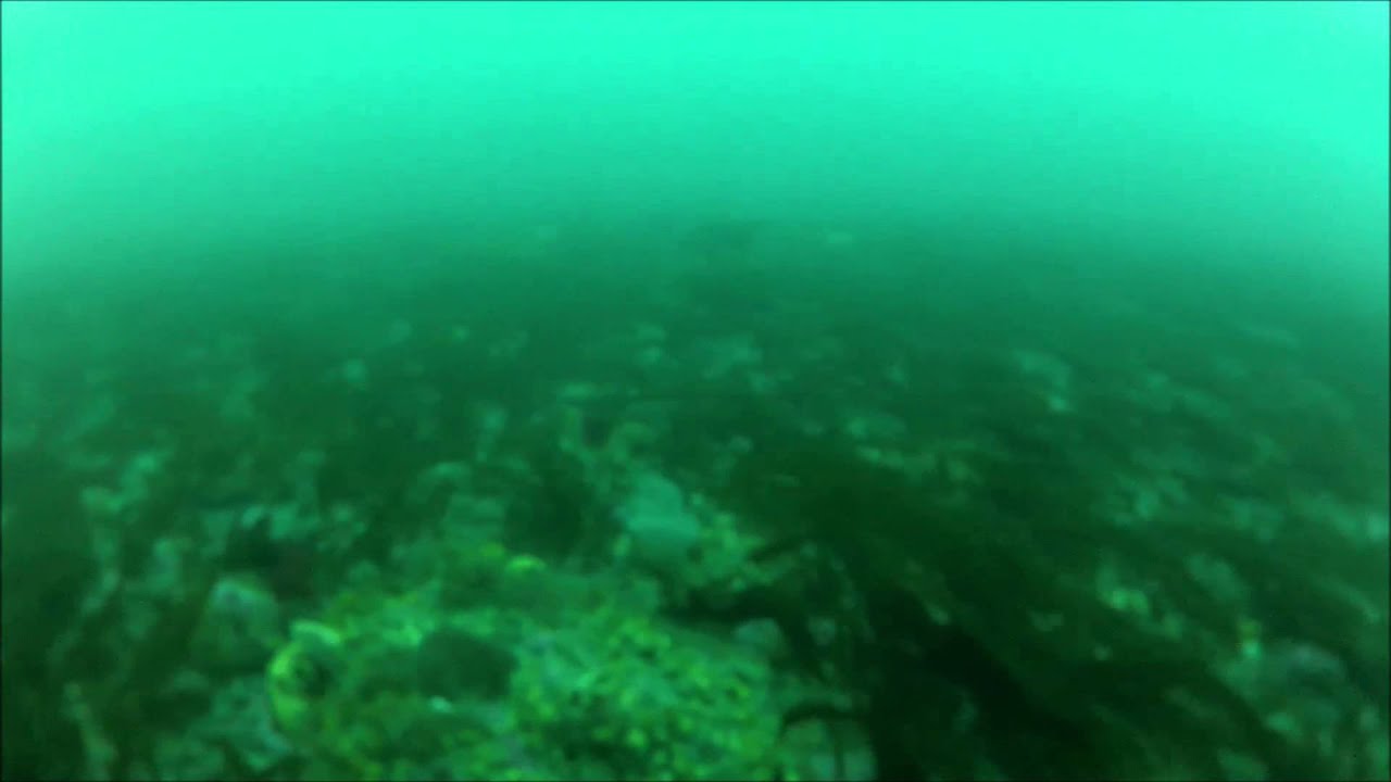 GoPro Underwater Halibut Saltwater Safari Seward Alaska YouTube