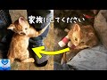 火事で火傷を負った野良の子猫。病院にお見舞いに来た見ず知らずの男性にしがみつき念願の家族となる【感動】