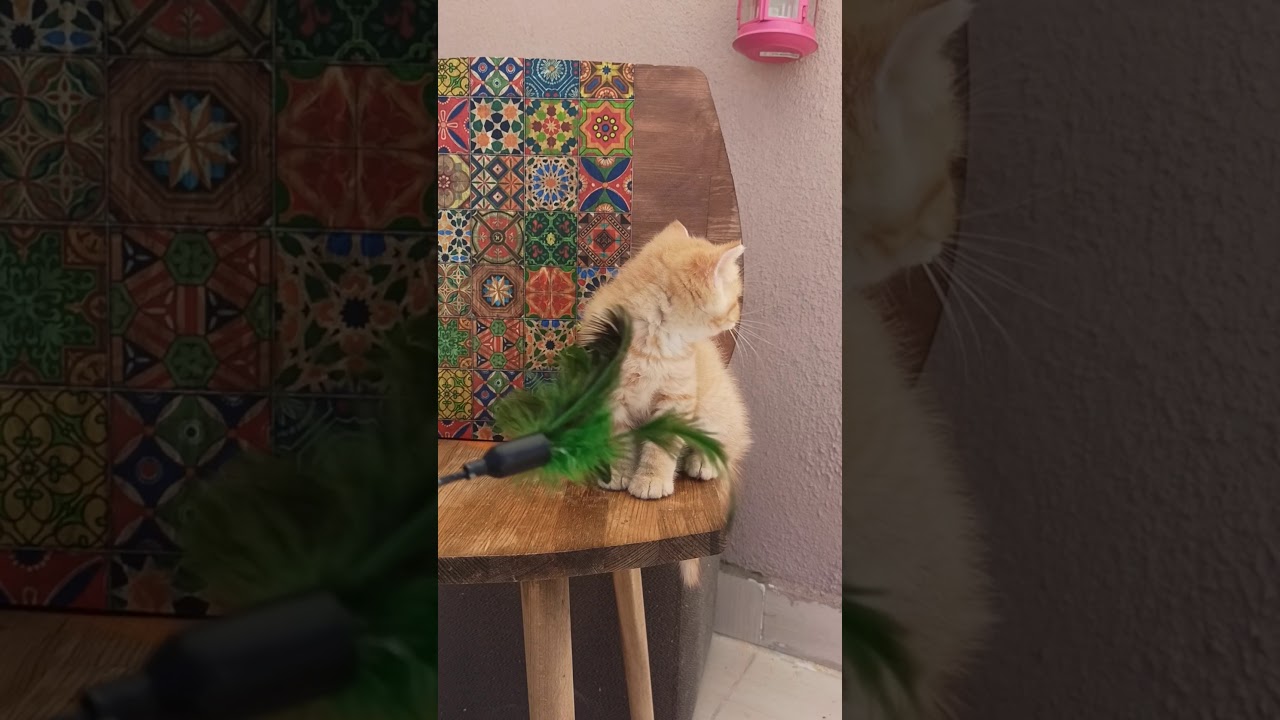 Sarı şeker 🥰pofuduk bir minnoş kedi yavrusu🥰 YouTube